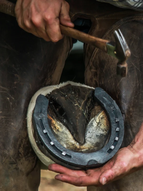 VM Horse Shoe